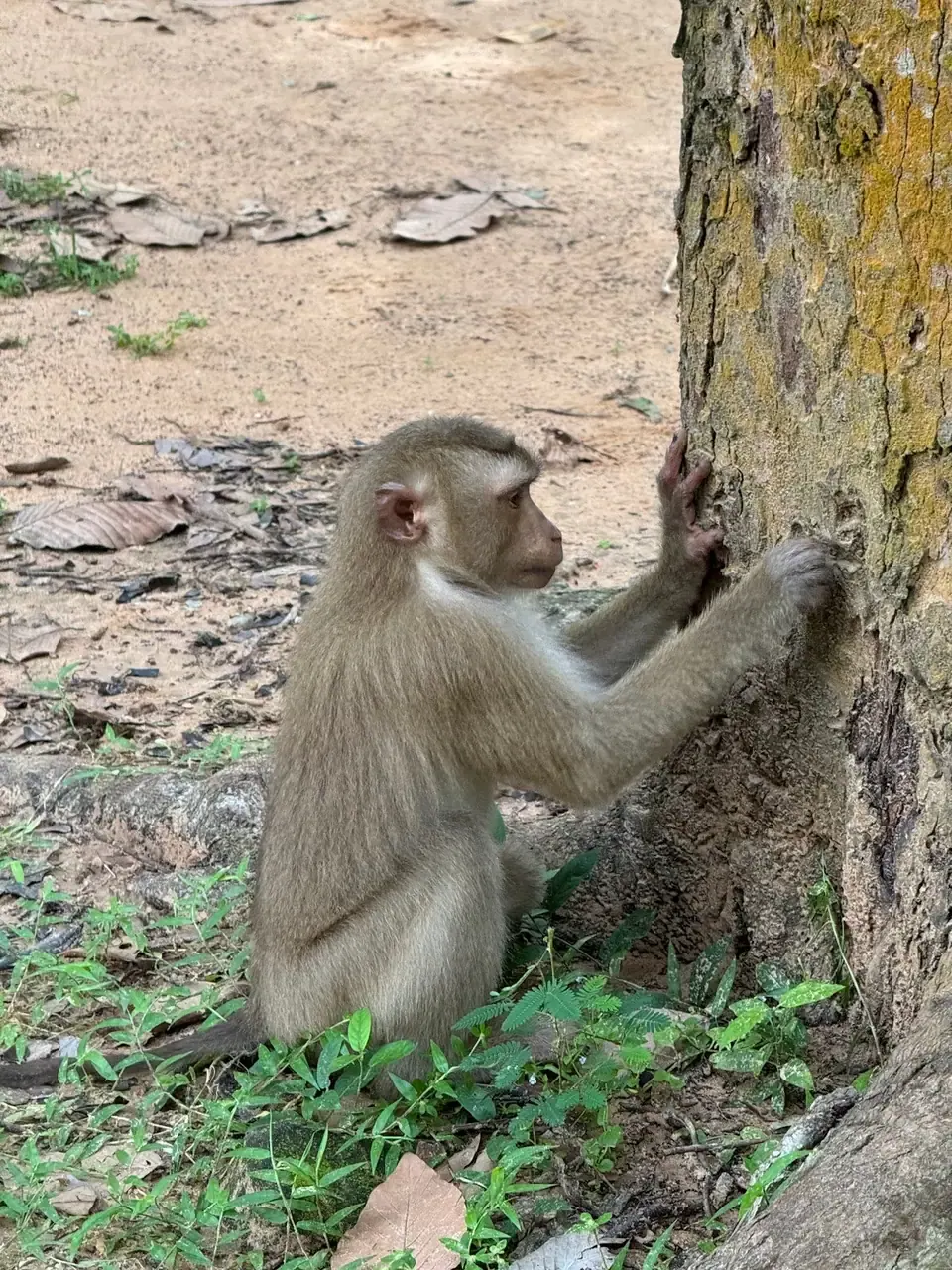 Mono en Angkor
