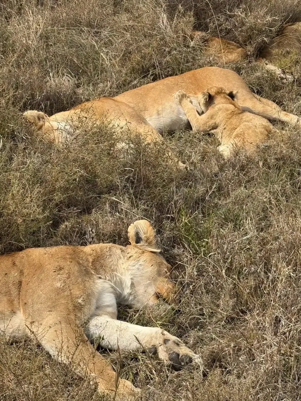 Leonas descansando