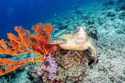 Tortuga marina, Indonesia