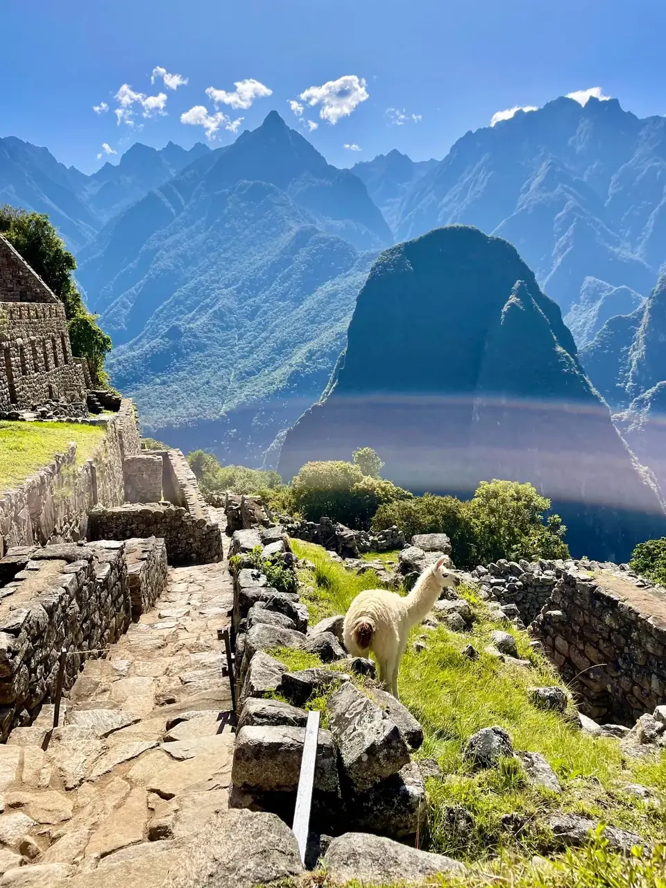 Llama en Machu Picchu