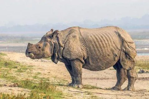 Un rinoceronte de un cuerno en Chitwan. Es el que todos quieren ver.