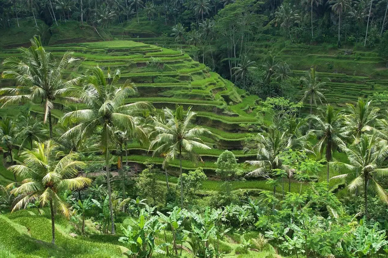 Terrazas de Tegallalang, Bali
