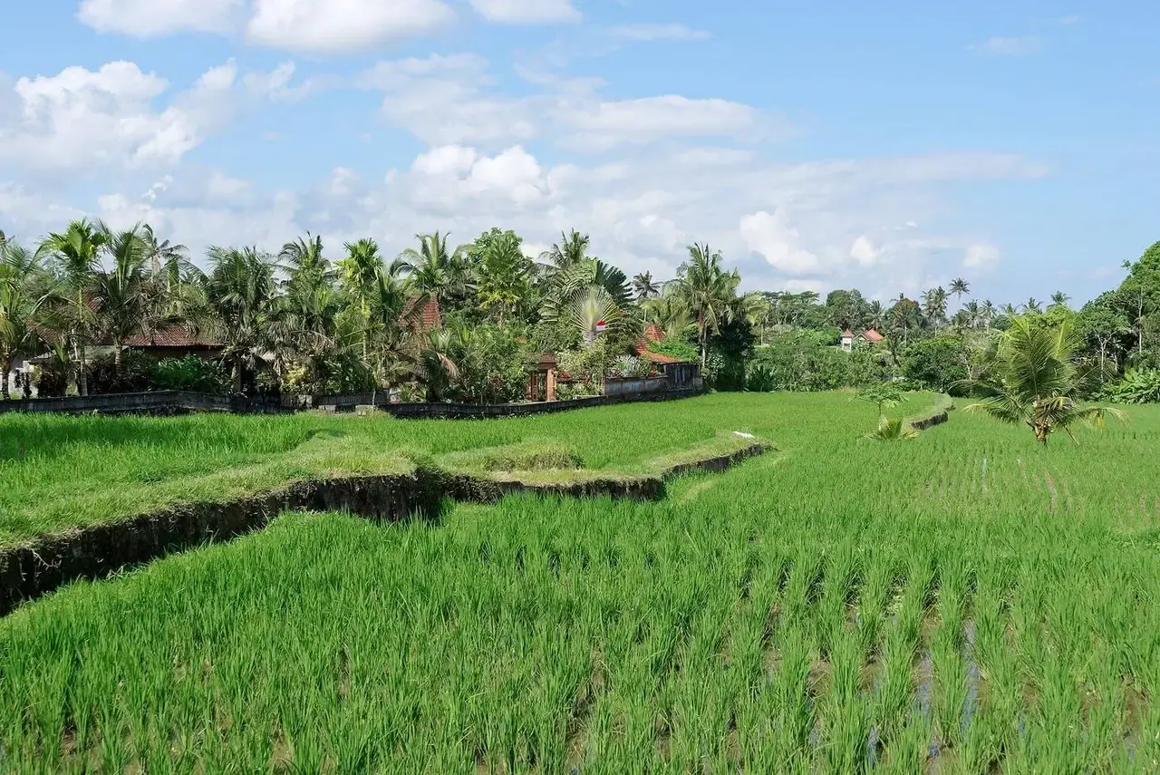 Arrozales de Ubud, Bali