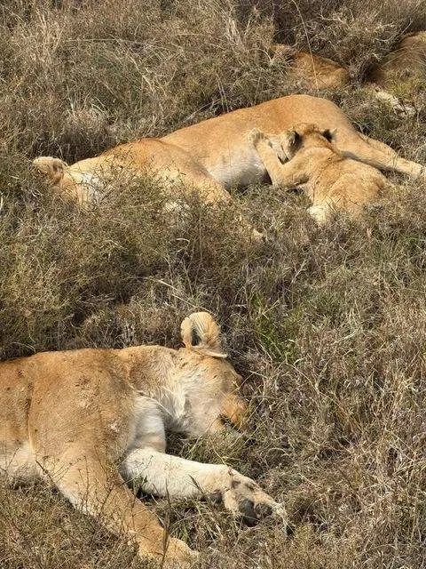 Leonas descansando, Tanzania